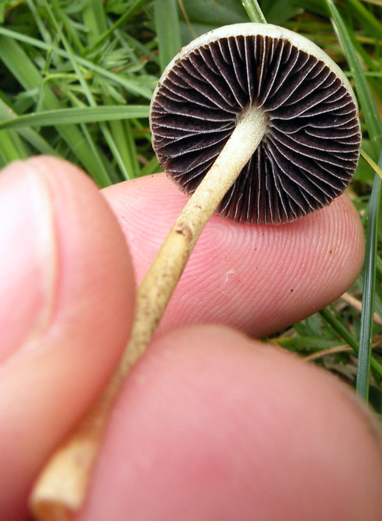 Io pensavo ad una Psilocybe....